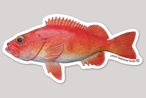 Acadian Redfish Sticker